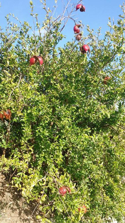 Sole e Fiori di Sicilia Appartamento Valderice Esterno foto